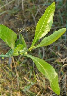  Leaves